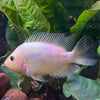 the-fish-farm American Cichlid Red Devil American Cichlid Red Devil Cichlid - The Fish Farm