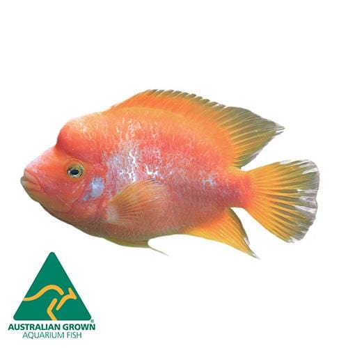 the-fish-farm American Cichlid Red Devil Cichlid Red Devil Cichlid - The Fish Farm