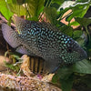 the-fish-farm American Cichlid Super Green Texas American Cichlid Super Green Texas Cichlid - The Fish Farm