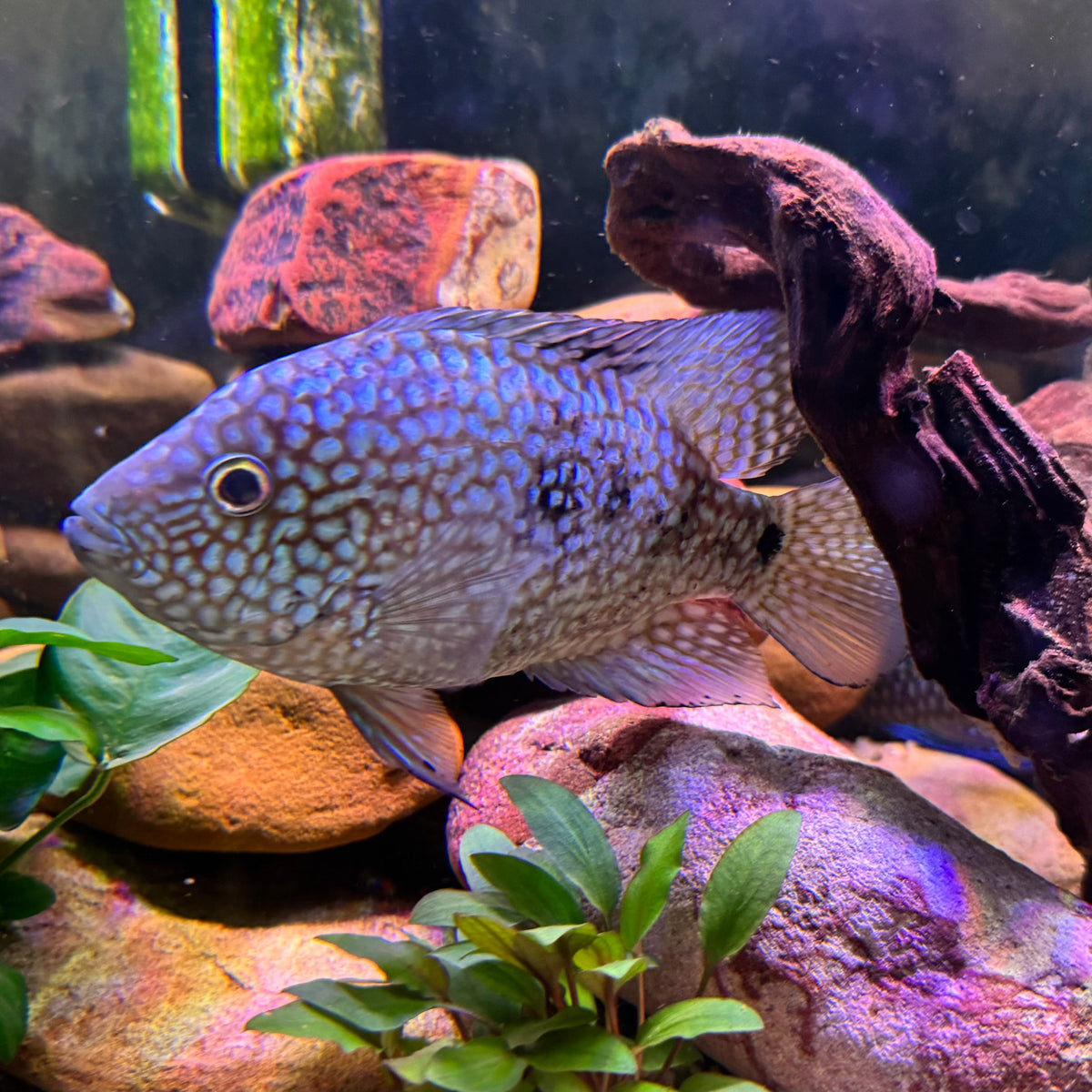 Super Green Texas Cichlid - The Fish Farm