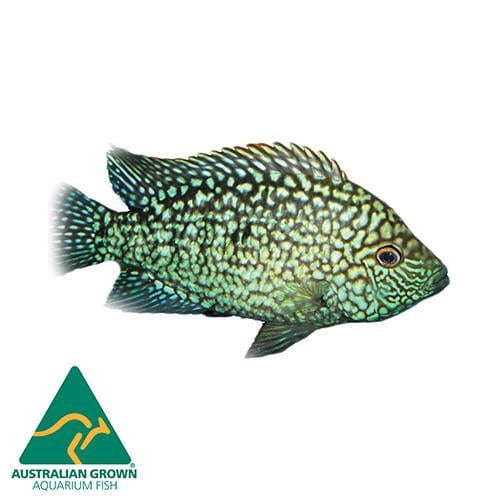 the-fish-farm American Cichlid Super Green Texas Cichlid Super Green Texas Cichlid - The Fish Farm