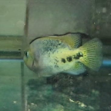 the-fish-farm American Cichlid Synspilum American Cichlids - Vieja melanura - One Only Fish Buy Redhead American Cichlid at The Fish Farm Australia
