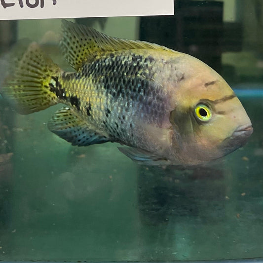 the-fish-farm American Cichlid Synspilum American Cichlids - Vieja melanura - One Only Fish Buy Redhead American Cichlid at The Fish Farm Australia