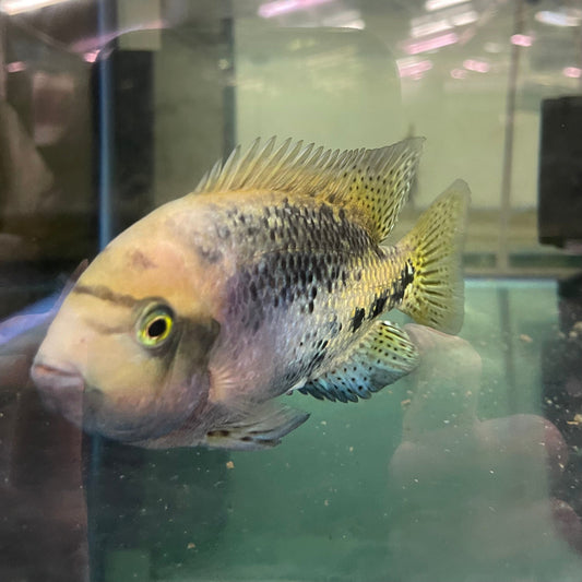 the-fish-farm American Cichlid Synspilum American Cichlids - Vieja melanura - One Only Fish Buy Redhead American Cichlid at The Fish Farm Australia