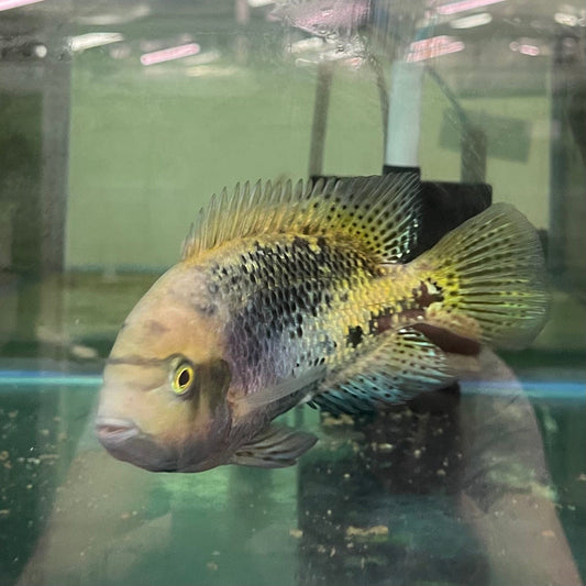 the-fish-farm American Cichlid Synspilum American Cichlids - Vieja melanura - One Only Fish Buy Redhead American Cichlid at The Fish Farm Australia