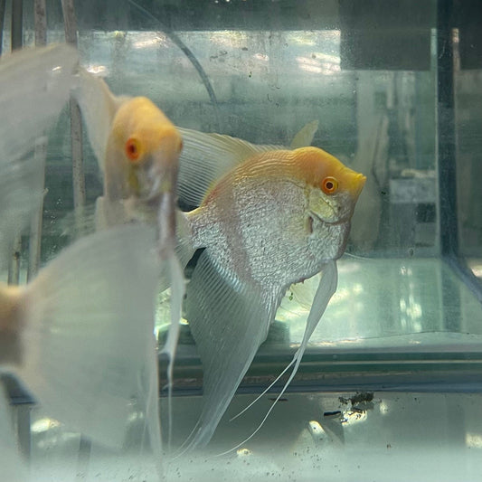 the-fish-farm Angel Fish Albino Zebra Adult Angelfish Feature Albino Zebra Angel Fish from The Fish Farm 