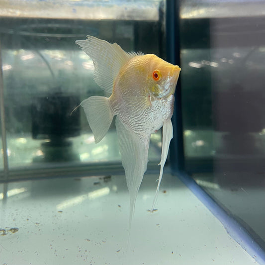 the-fish-farm Angel Fish Albino Zebra Adult Angelfish Feature Albino Zebra Angel Fish from The Fish Farm 