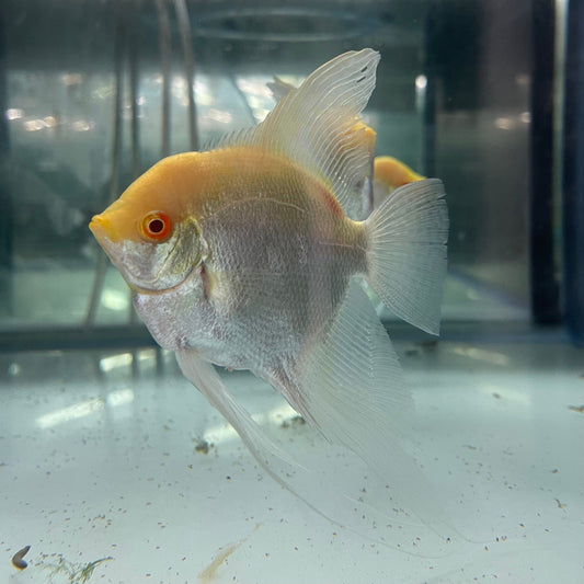 the-fish-farm Angel Fish Albino Zebra Adult Angelfish Feature Albino Zebra Angel Fish from The Fish Farm 
