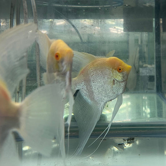 the-fish-farm Angel Fish Albino Zebra Adult Angelfish Feature Albino Zebra Angel Fish from The Fish Farm 