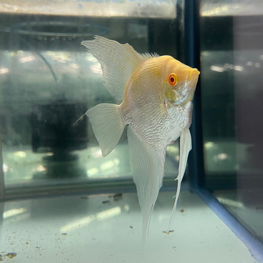 the-fish-farm Angel Fish Albino Zebra Adult Angelfish Feature Albino Zebra Angel Fish from The Fish Farm 