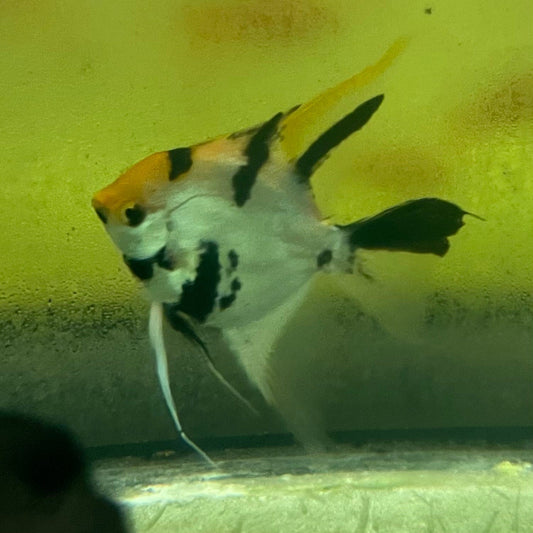 the-fish-farm Angel Fish Angelfish Adult Male - One Only Buy an adult Male Angel Fish from The Fish Farm in Australia