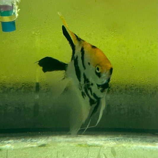 the-fish-farm Angel Fish Angelfish Adult Male - One Only Buy an adult Male Angel Fish from The Fish Farm in Australia