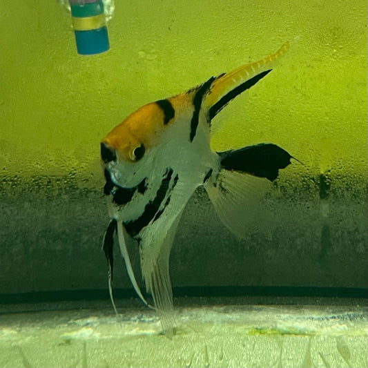the-fish-farm Angel Fish Angelfish Adult Male - One Only Buy an adult Male Angel Fish from The Fish Farm in Australia