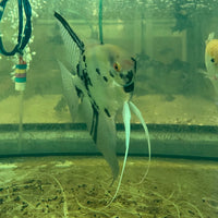 the-fish-farm Angel Fish Angelfish Adult Male - One Only - B Buy an Adult Male Angel Fish from The Fish Farm 
