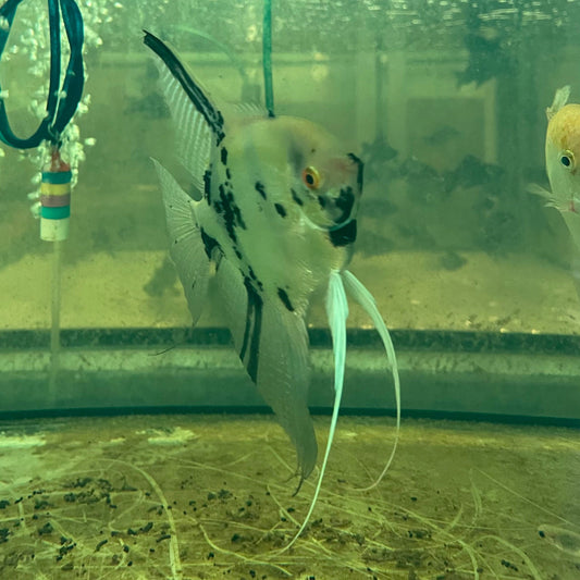the-fish-farm Angel Fish Angelfish Adult Male - One Only - B Buy an Adult Male Angel Fish from The Fish Farm 