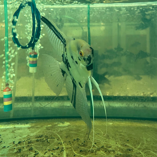 the-fish-farm Angel Fish Angelfish Adult Male - One Only - B Buy an Adult Male Angel Fish from The Fish Farm