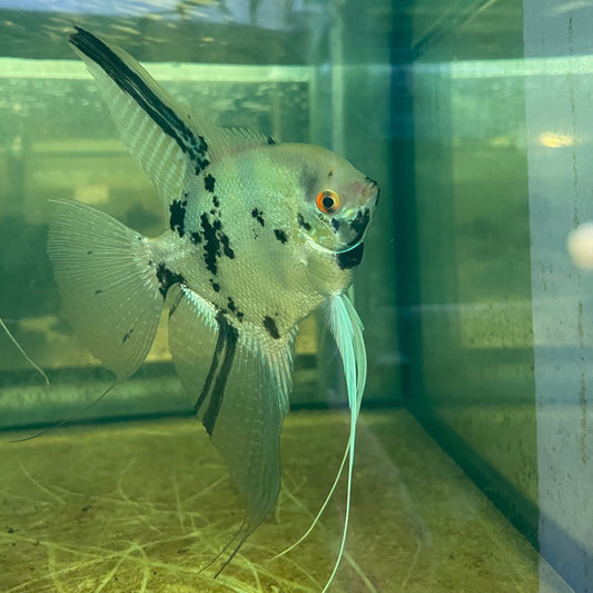 the-fish-farm Angel Fish Angelfish Adult Male - One Only - B Buy an Adult Male Angel Fish from The Fish Farm 