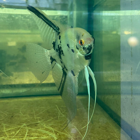 the-fish-farm Angel Fish Angelfish Adult Male - One Only - B Buy an Adult Male Angel Fish from The Fish Farm