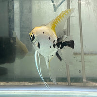 the-fish-farm Angel Fish Angelfish Adult Male - One Only - Marble Buy an adult Male Angel Fish from The Fish Farm in Australia