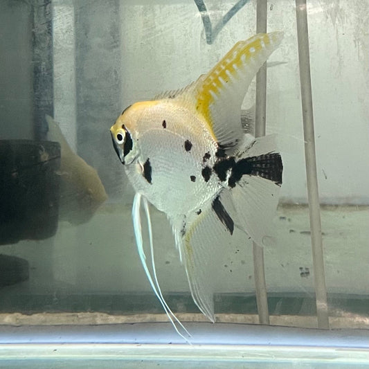 the-fish-farm Angel Fish Angelfish Adult Male - One Only - Marble Buy an adult Male Angel Fish from The Fish Farm in Australia