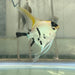 the-fish-farm Angel Fish Angelfish Adult Male - One Only - Marble Buy an adult Male Angel Fish from The Fish Farm in Australia