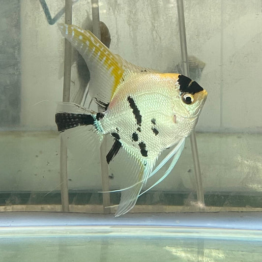 the-fish-farm Angel Fish Angelfish Adult Male - One Only - Marble Buy an adult Male Angel Fish from The Fish Farm in Australia