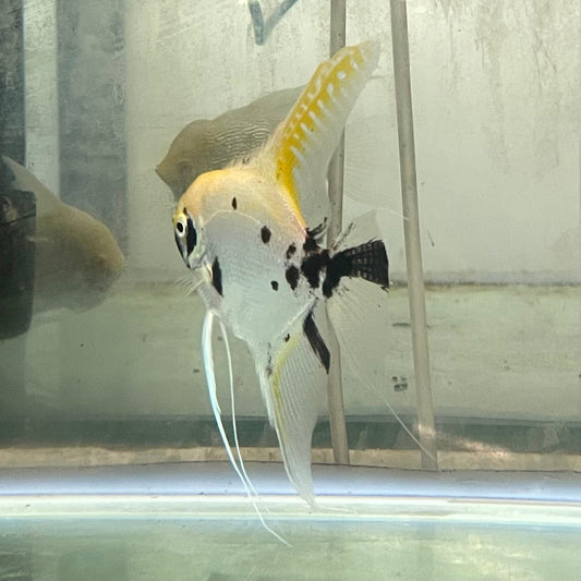 the-fish-farm Angel Fish Angelfish Adult Male - One Only - Marble Buy an adult Male Angel Fish from The Fish Farm in Australia