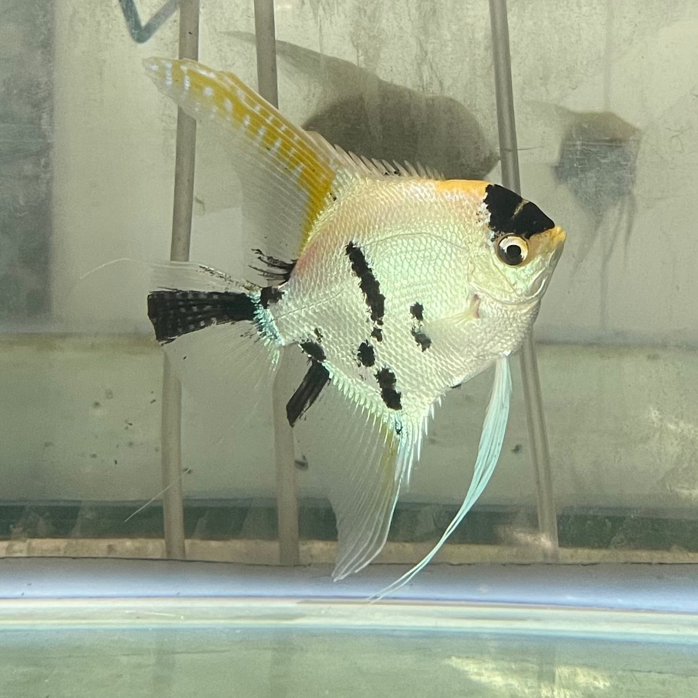 the-fish-farm Angel Fish Angelfish Adult Male - One Only - Marble Buy an adult Male Angel Fish from The Fish Farm in Australia