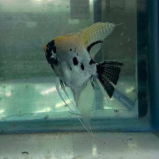 the-fish-farm Angel Fish Angelfish Breeding Pair - Only Only - Two Fish - Pair 2 Buy a Breeding Pair of Angel Fish from The Fish Farm 
