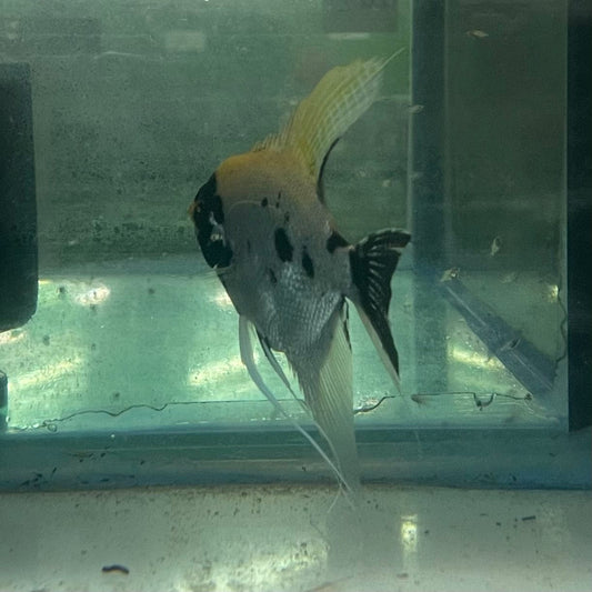 the-fish-farm Angel Fish Angelfish Breeding Pair - Only Only - Two Fish - Pair 2 Buy a Breeding Pair of Angel Fish from The Fish Farm 