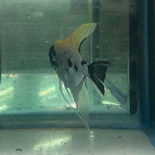 the-fish-farm Angel Fish Angelfish Breeding Pair - Only Only - Two Fish - Pair 2 Buy a Breeding Pair of Angel Fish from The Fish Farm 
