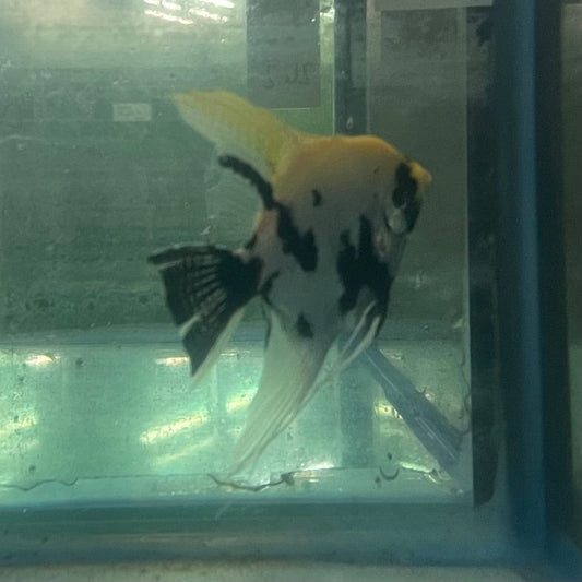 the-fish-farm Angel Fish Angelfish Breeding Pair - Only Only - Two Fish - Pair 2 Buy a Breeding Pair of Angel Fish from The Fish Farm 