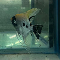 the-fish-farm Angel Fish Angelfish Breeding Pair - Only Only - Two Fish - Pair 2 Buy a Breeding Pair of Angel Fish from The Fish Farm 