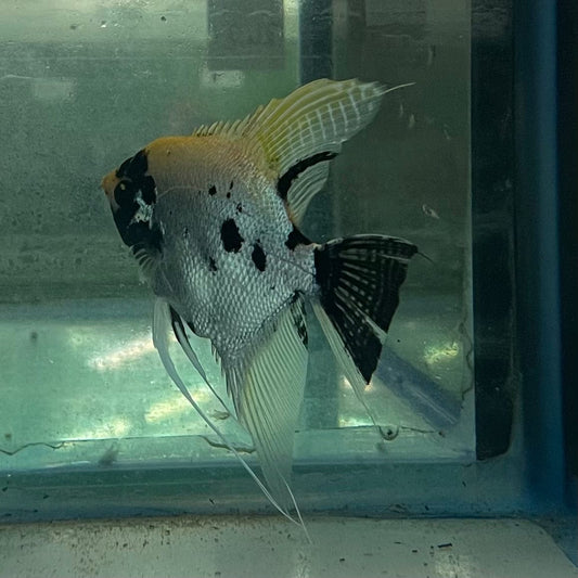 the-fish-farm Angel Fish Angelfish Breeding Pair - Only Only - Two Fish - Pair 2 Buy a Breeding Pair of Angel Fish from The Fish Farm 