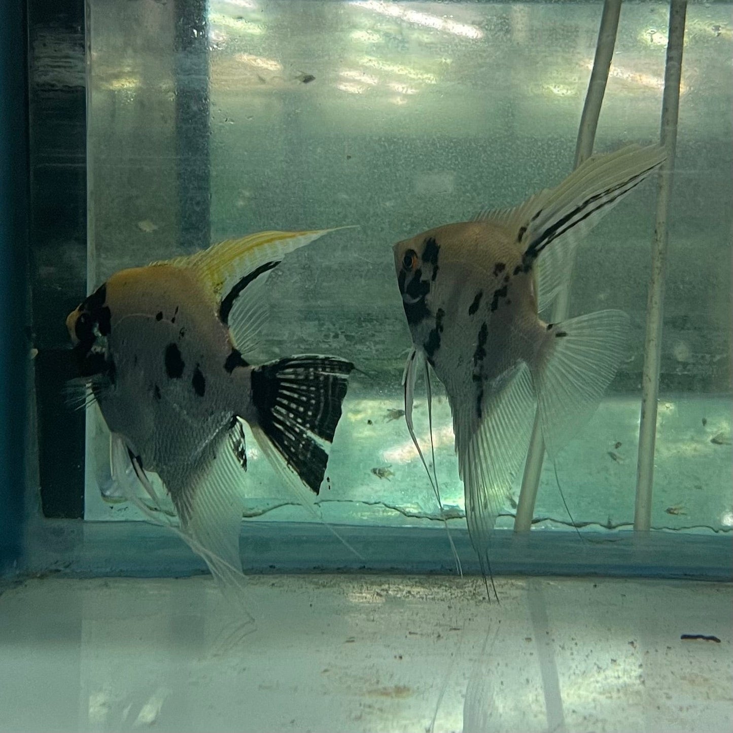 the-fish-farm Angel Fish Angelfish Breeding Pair - Only Only - Two Fish - Pair 2 Buy a Breeding Pair of Angel Fish from The Fish Farm 