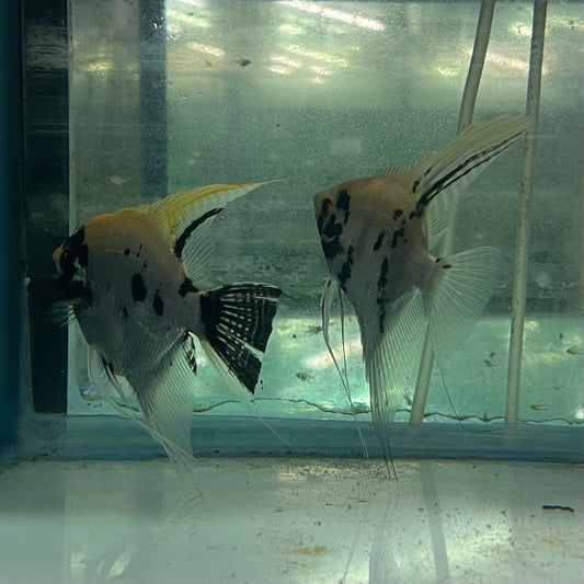 the-fish-farm Angel Fish Angelfish Breeding Pair - Only Only - Two Fish - Pair 2 Buy a Breeding Pair of Angel Fish from The Fish Farm 