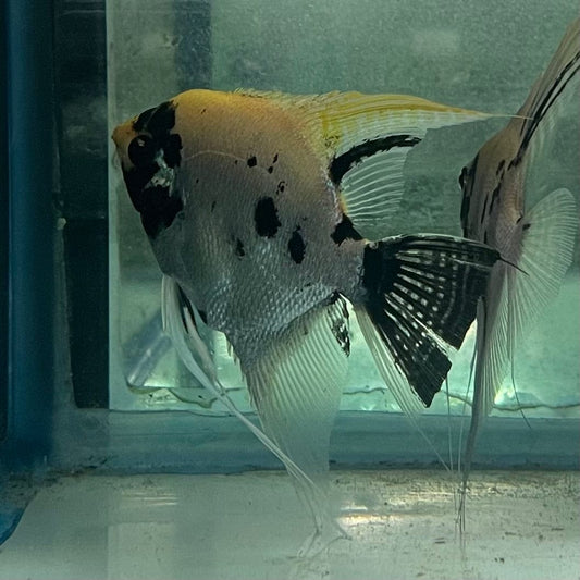 the-fish-farm Angel Fish Angelfish Breeding Pair - Only Only - Two Fish - Pair 2 Buy a Breeding Pair of Angel Fish from The Fish Farm 