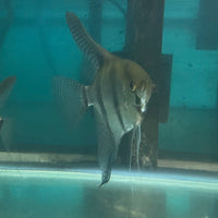 the-fish-farm Angel Fish Angelfish Breeding Pair - Only Only - Two Fish - Pair 3 Buy a Breeding Pair of Angel Fish from The Fish Farm 