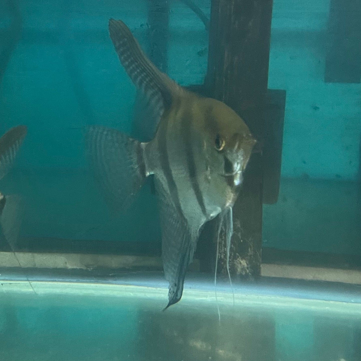 the-fish-farm Angel Fish Angelfish Breeding Pair - Only Only - Two Fish - Pair 3 Buy a Breeding Pair of Angel Fish from The Fish Farm 
