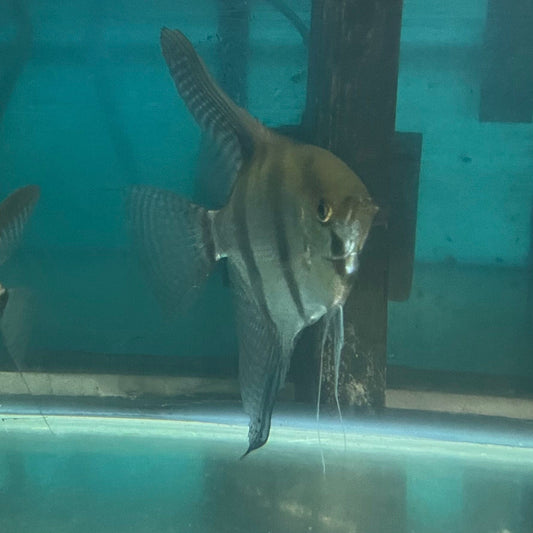the-fish-farm Angel Fish Angelfish Breeding Pair - Only Only - Two Fish - Pair 3 Buy a Breeding Pair of Angel Fish from The Fish Farm 