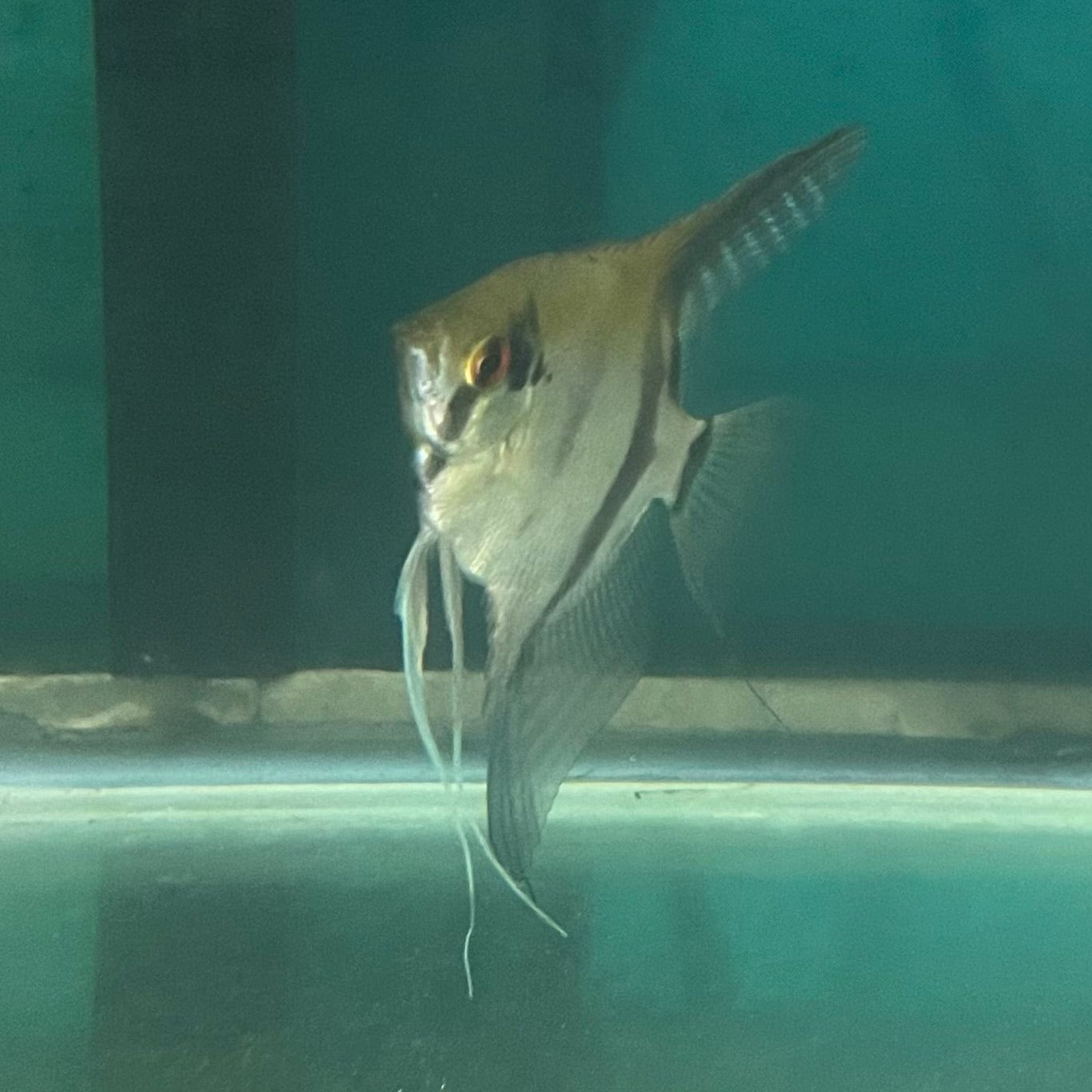 the-fish-farm Angel Fish Angelfish Breeding Pair - Only Only - Two Fish - Pair 3 Buy a Breeding Pair of Angel Fish from The Fish Farm 