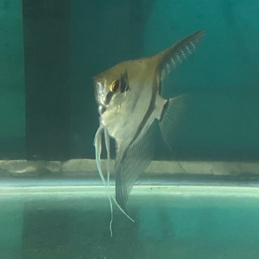 the-fish-farm Angel Fish Angelfish Breeding Pair - Only Only - Two Fish - Pair 3 Buy a Breeding Pair of Angel Fish from The Fish Farm 