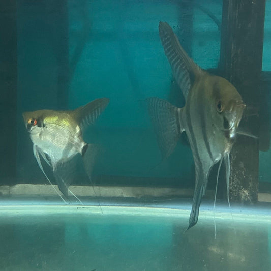 the-fish-farm Angel Fish Angelfish Breeding Pair - Only Only - Two Fish - Pair 3 Buy a Breeding Pair of Angel Fish from The Fish Farm 