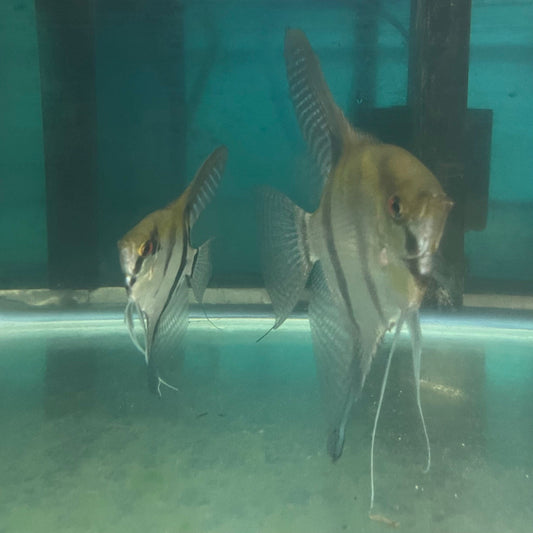 the-fish-farm Angel Fish Angelfish Breeding Pair - Only Only - Two Fish - Pair 3 Buy a Breeding Pair of Angel Fish from The Fish Farm 