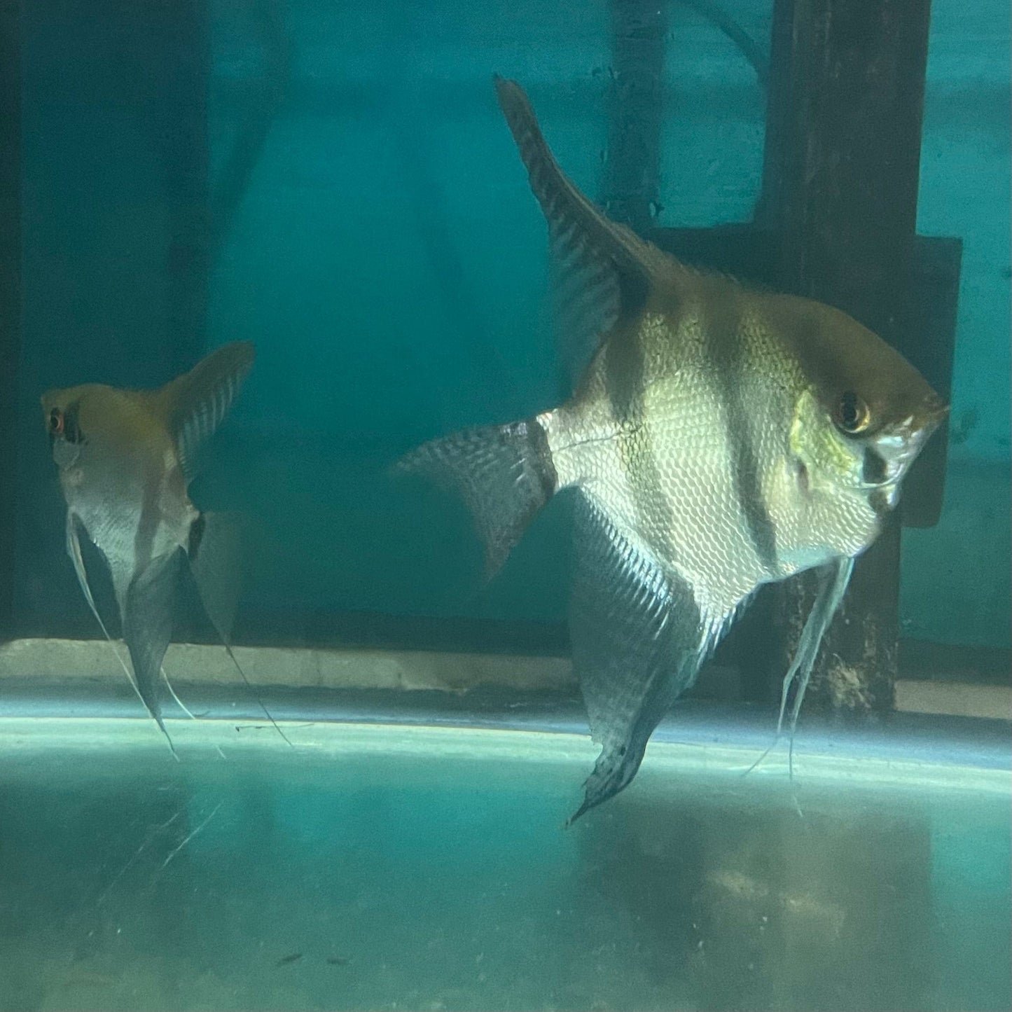 the-fish-farm Angel Fish Angelfish Breeding Pair - Only Only - Two Fish - Pair 3 Buy a Breeding Pair of Angel Fish from The Fish Farm 