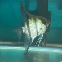 the-fish-farm Angel Fish Angelfish Breeding Pair - Only Only - Two Fish - Pair 3 Buy a Breeding Pair of Angel Fish from The Fish Farm 