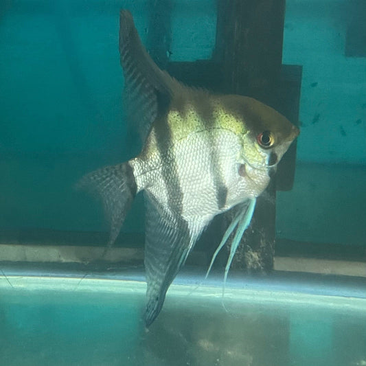 the-fish-farm Angel Fish Angelfish Breeding Pair - Only Only - Two Fish - Pair 3 Buy a Breeding Pair of Angel Fish from The Fish Farm 
