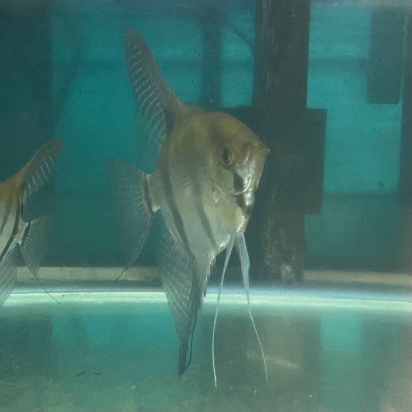 the-fish-farm Angel Fish Angelfish Breeding Pair - Only Only - Two Fish - Pair 3 Buy a Breeding Pair of Angel Fish from The Fish Farm 