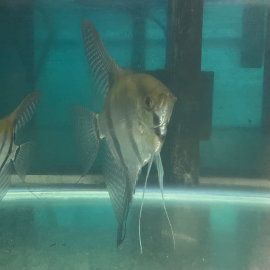 the-fish-farm Angel Fish Angelfish Breeding Pair - Only Only - Two Fish - Pair 3 Buy a Breeding Pair of Angel Fish from The Fish Farm 