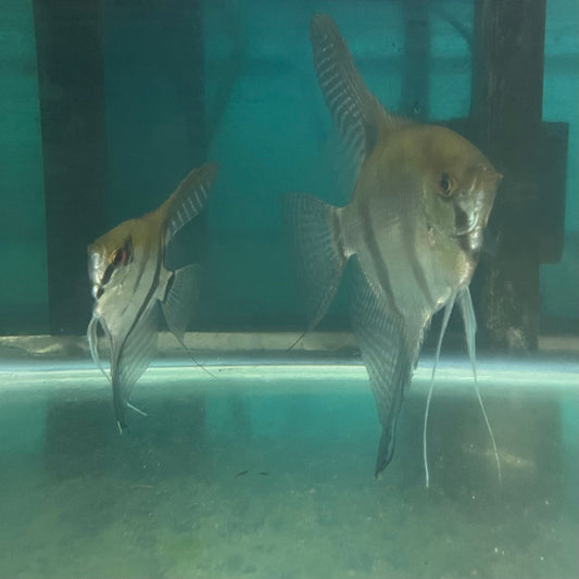 the-fish-farm Angel Fish Angelfish Breeding Pair - Only Only - Two Fish - Pair 3 Buy a Breeding Pair of Angel Fish from The Fish Farm 